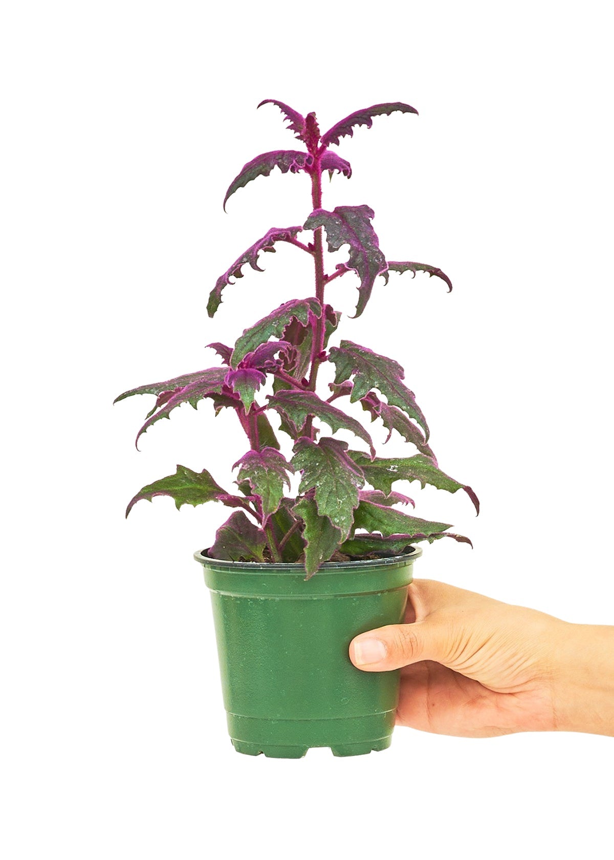 Purple Passion Plant, Small - SunSwill Plant Shop