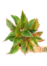 Thumbnail for Red Chinese Evergreen, Medium