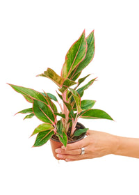 Thumbnail for Red Chinese Evergreen, Small