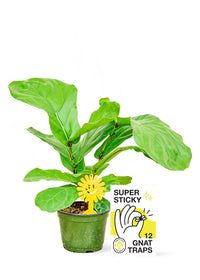 Thumbnail for Rooted Super Sticky Gnat Traps - SunSwill Plant Shop