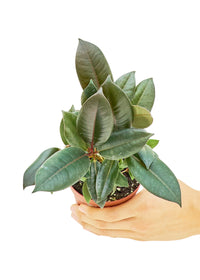 Thumbnail for Rubber Tree 'Burgundy', Small - SunSwill Plant Shop