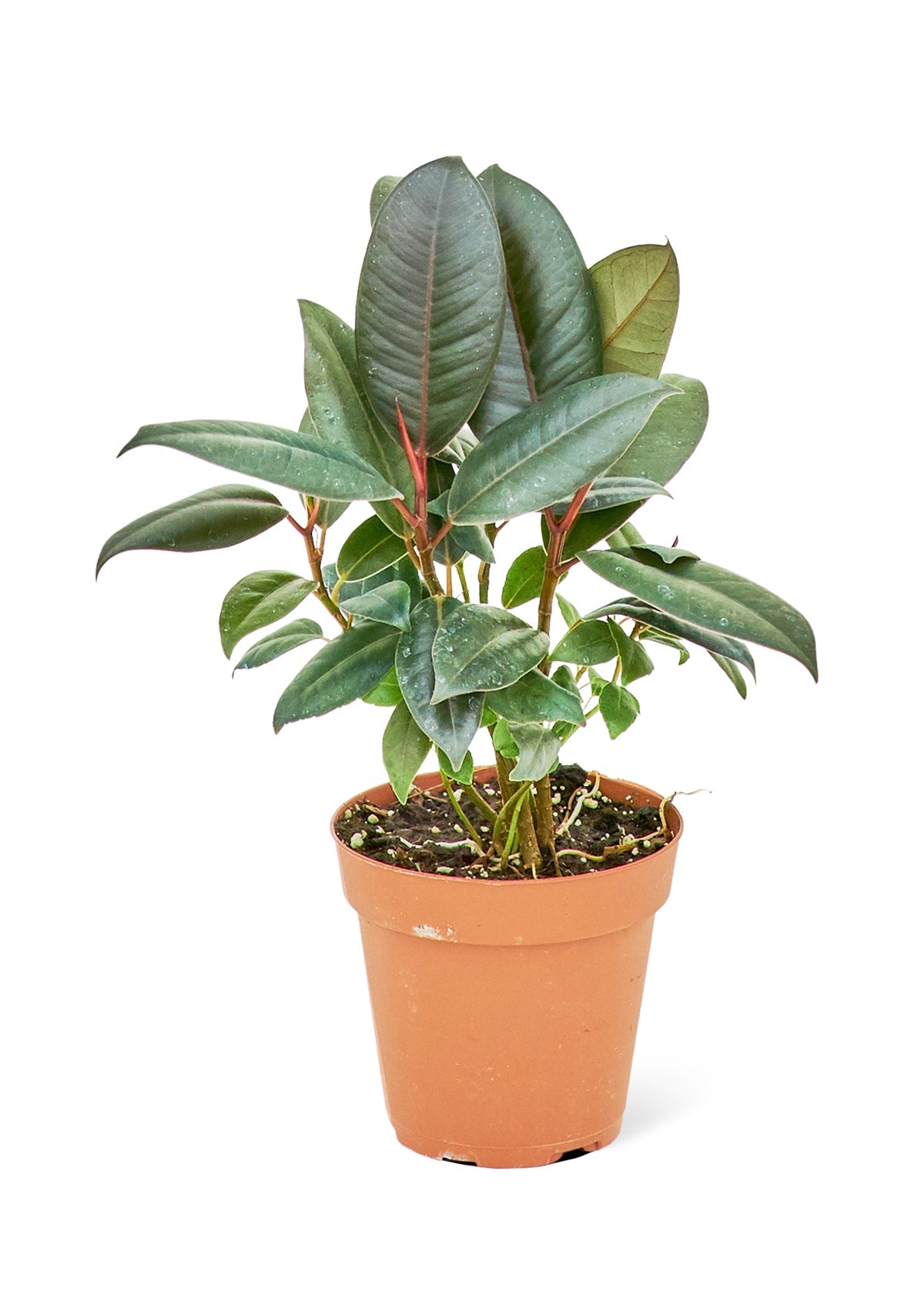 Rubber Tree 'Burgundy', Small - SunSwill Plant Shop
