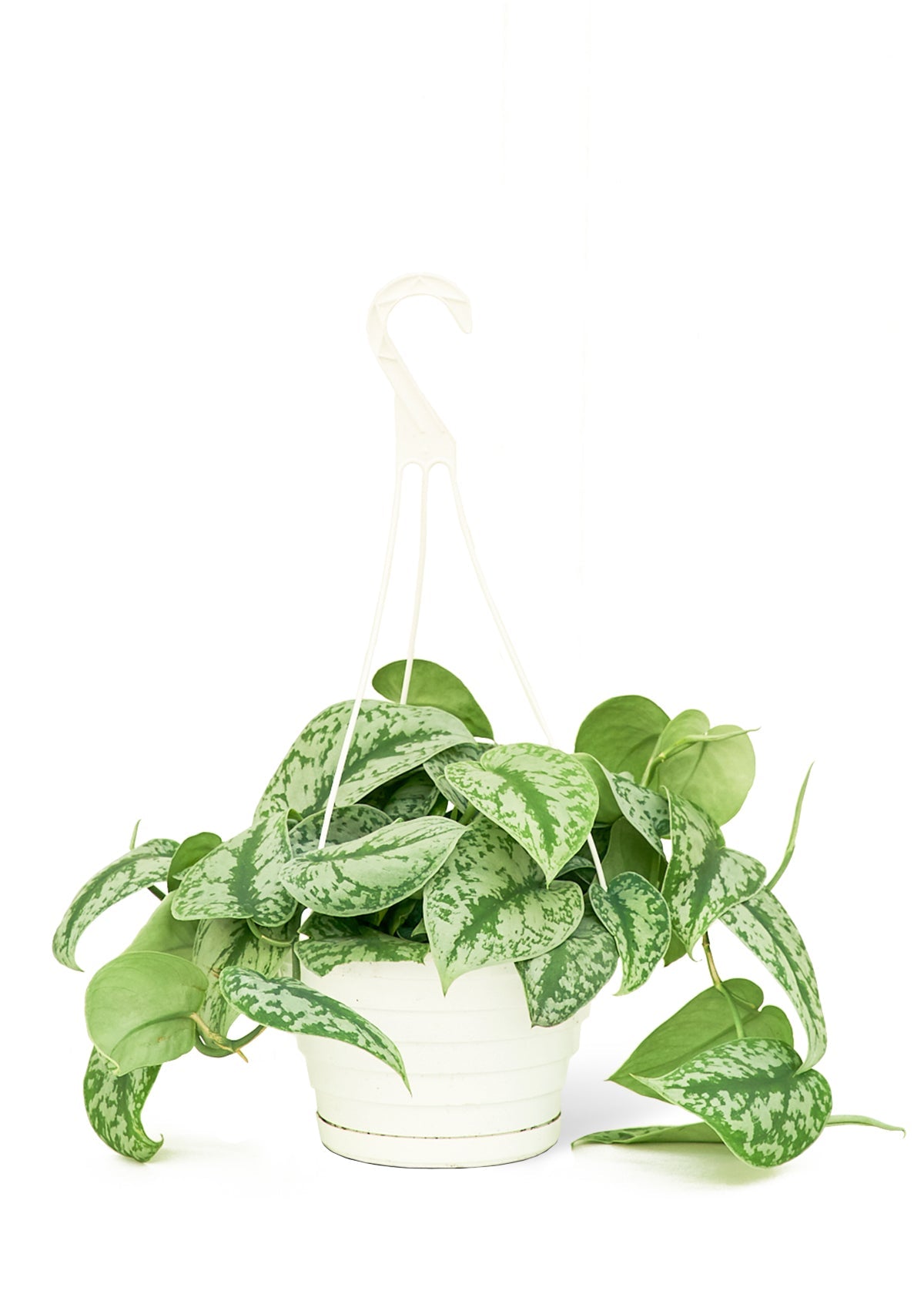 Silver Pothos 'Exotica', Large - SunSwill Plant Shop