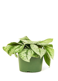 Thumbnail for Silver Pothos 'Exotica', Medium - SunSwill Plant Shop