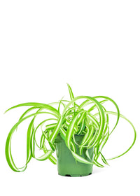 Thumbnail for Spider Plant 'Bonnie', Small - SunSwill Plant Shop