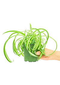 Thumbnail for Spider Plant 'Bonnie', Small - SunSwill Plant Shop