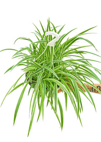Thumbnail for Spider Plant 'Reverse', Large