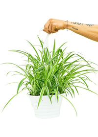 Thumbnail for Spider Plant 'Reverse', Large