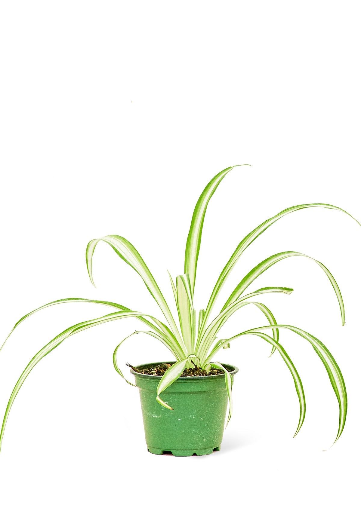 Spider Plant, Small - SunSwill Plant Shop