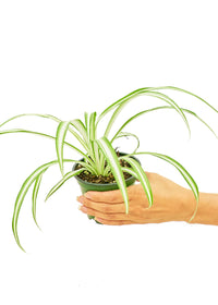 Thumbnail for Spider Plant, Small - SunSwill Plant Shop