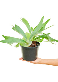 Thumbnail for Staghorn Fern, Medium - SunSwill Plant Shop