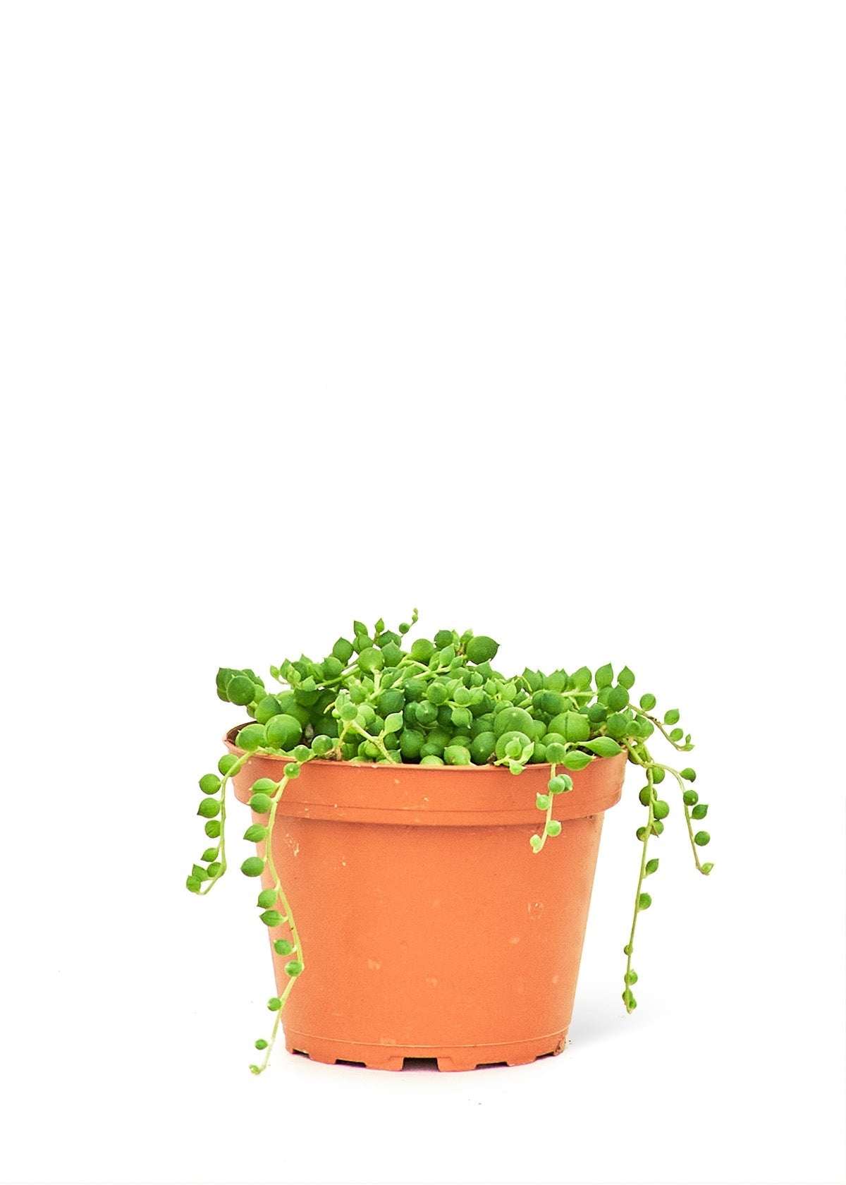 String of Pearls, Small - SunSwill Plant Shop