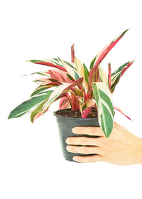 Thumbnail for Stromanthe 'Triostar', Medium - SunSwill Plant Shop