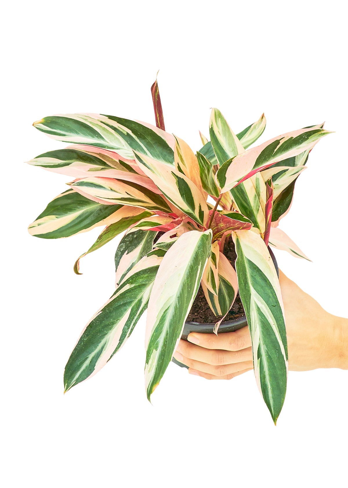 Stromanthe 'Triostar', Medium - SunSwill Plant Shop