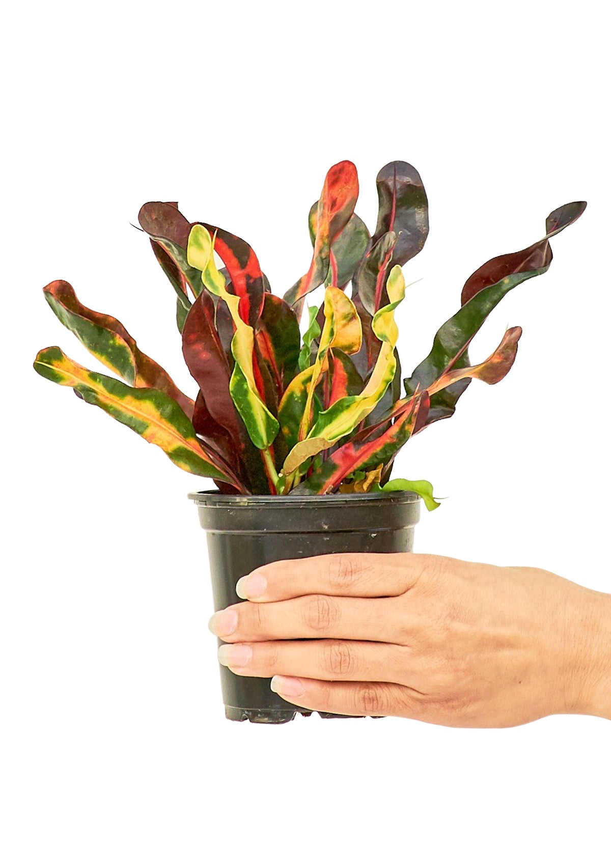 Variegated Croton, Small - SunSwill Plant Shop