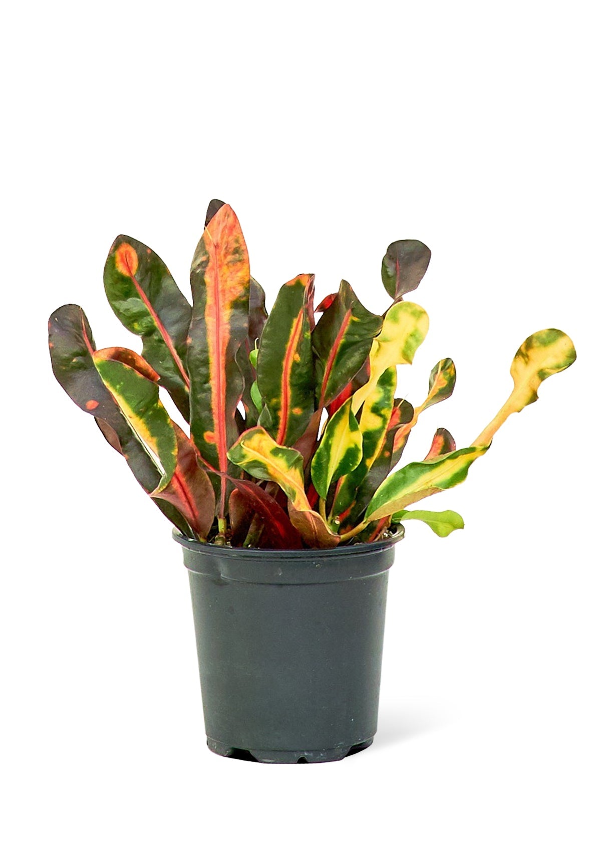Variegated Croton, Small - SunSwill Plant Shop