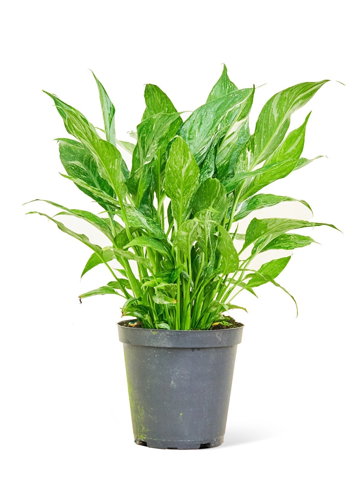 Variegated Peace Lily, Medium - SunSwill Plant Shop