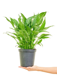 Thumbnail for Variegated Peace Lily, Medium - SunSwill Plant Shop