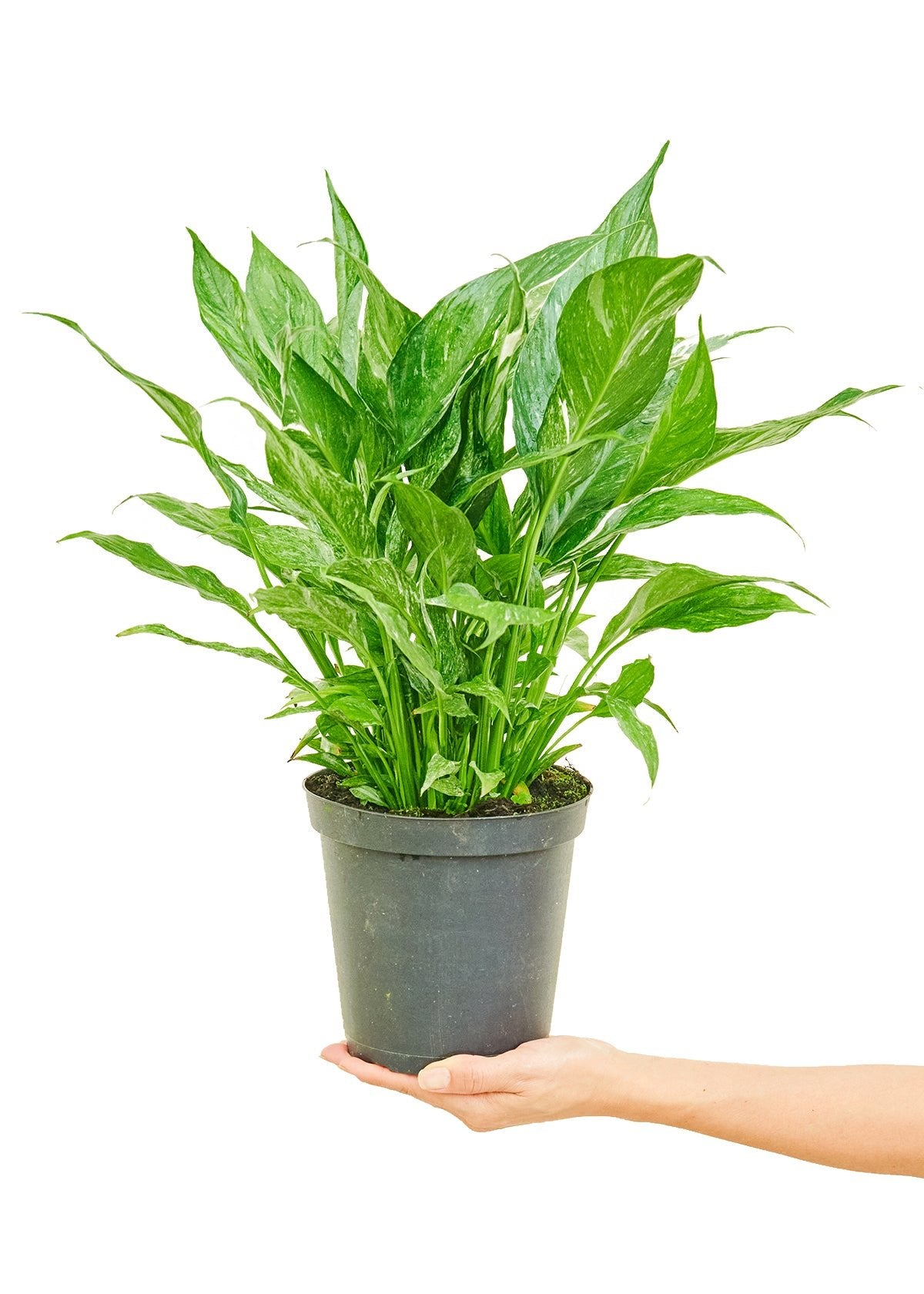 Variegated Peace Lily, Medium - SunSwill Plant Shop