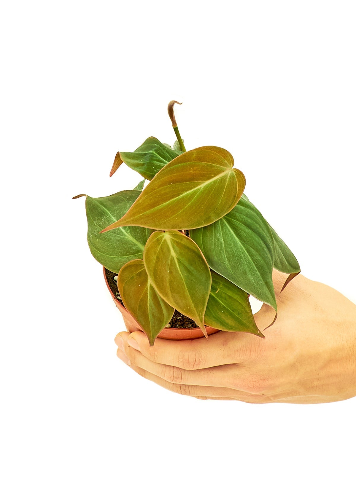 Velvet Leaf Philodendron, Small - SunSwill Plant Shop