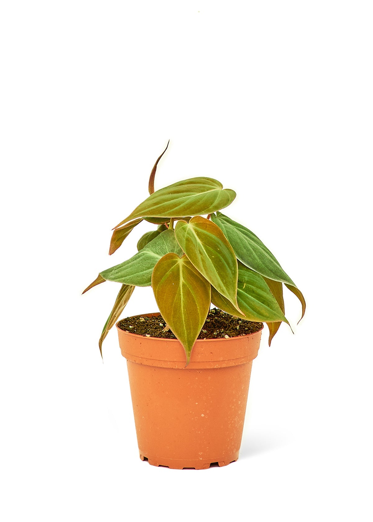 Velvet Leaf Philodendron, Small - SunSwill Plant Shop