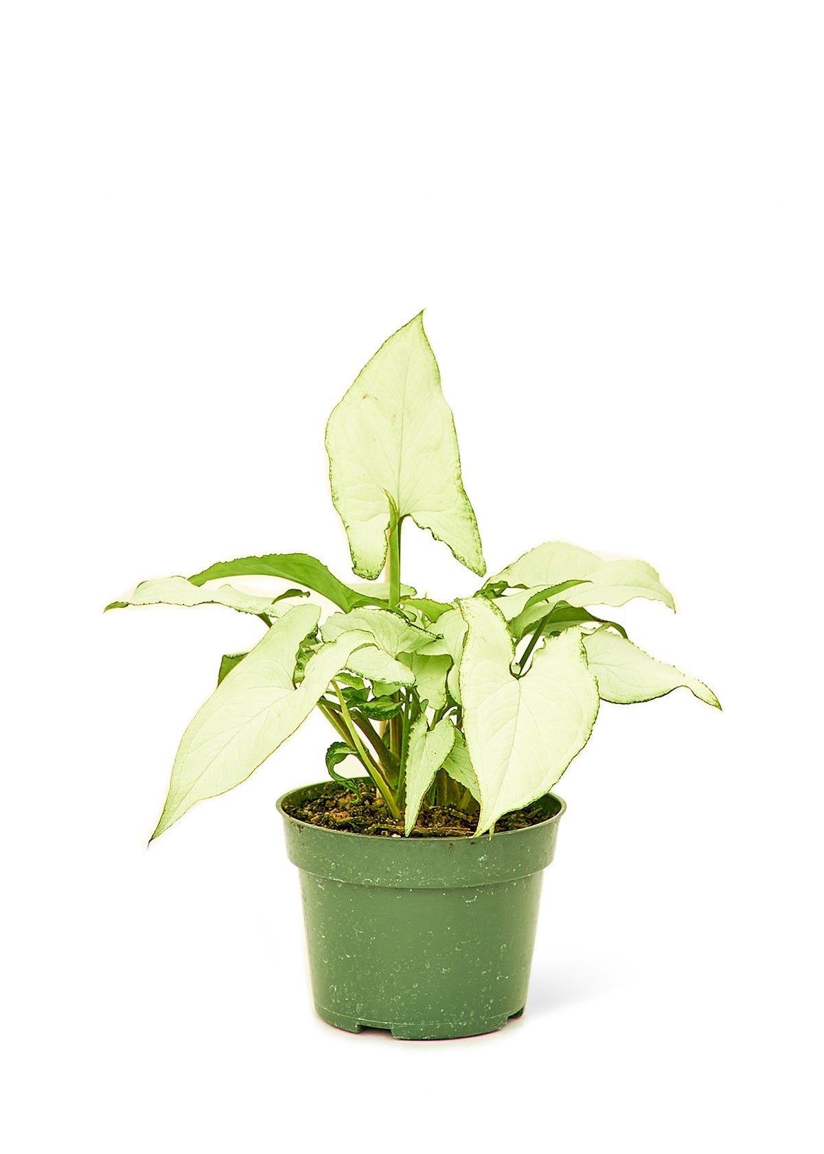 White Arrowhead Plant, Small