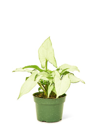 Thumbnail for White Arrowhead Plant, Small