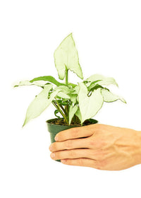 Thumbnail for White Arrowhead Plant, Small